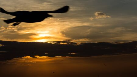 Sunset with bird silhouetteの写真素材