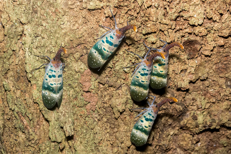 Lanternfly, the insect on treeの写真素材