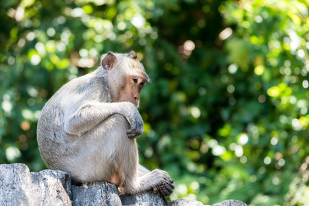 monkeys in Thailand,beautiful monkeys,
