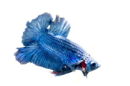 Siamese fighting fish isolated in white background. Betta Splendensの写真素材