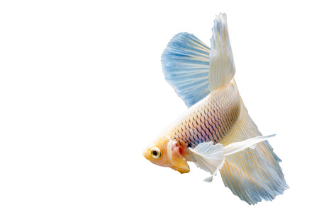 Beautiful fighting fish, fighting fish (betta), big ear profile. isolated white background.の写真素材