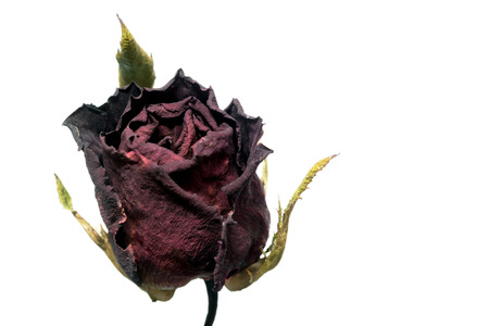 faded rose isolated on white backgroundの写真素材