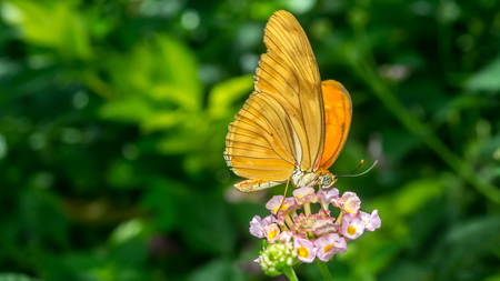 Orange Butterfly Standing on Yellow and Pink Flowerの写真素材