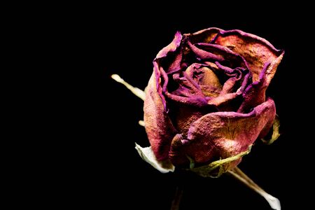 dry roses isolated on black backgroundの写真素材