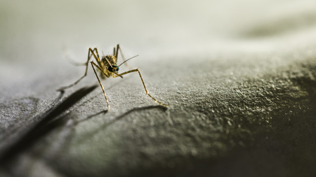 Mosquito in the darkの写真素材