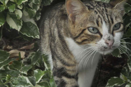 the cat look at their kitten at garden.の写真素材