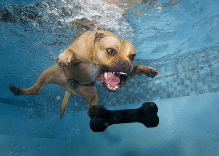 dog jumping under water at toyの写真素材