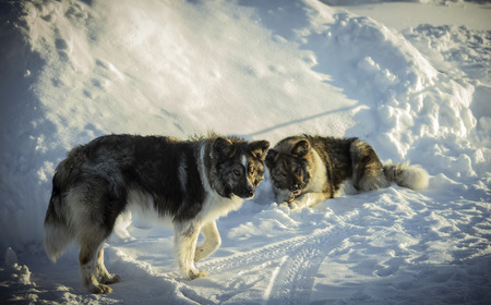 homeless dogs in the snowの写真素材