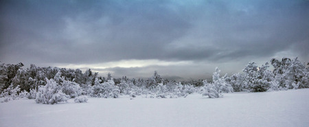 Covered with snow forest in cloudy weatherの写真素材