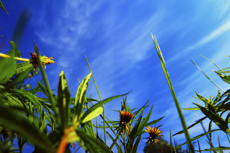 Background of cloudy sky and grassの写真素材