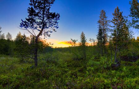 Beautiful Northern nature at sunset in summerの写真素材