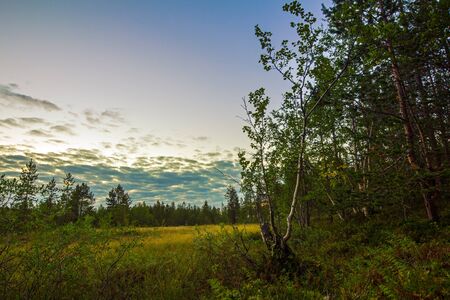 Northern nature in summer.Arctic landscape