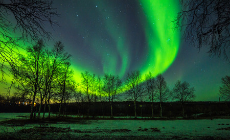 Bright Northern lights in starry sky over treesの写真素材