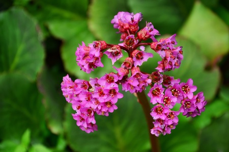 Pink flowers