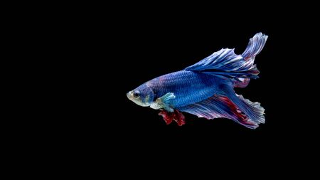 Blue and red siamese fighting fish Halfmoon, betta fish isolated on blackの写真素材
