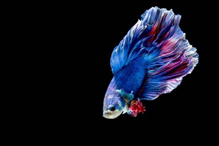 Blue and red siamese fighting fish Halfmoon, betta fish isolated on blackの写真素材
