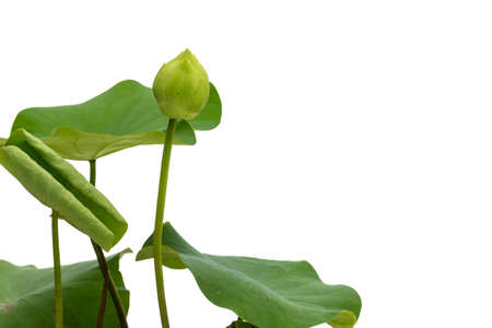 Lotus flower and leaf isolated on whiteの写真素材