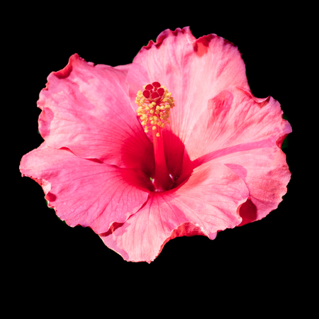 red hibiscus flower on a black backgroundの写真素材
