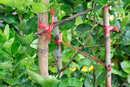 rope tied with the tree