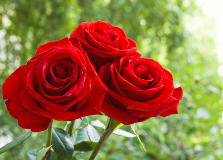 a bouquet of red roses on a green backgroundの写真素材
