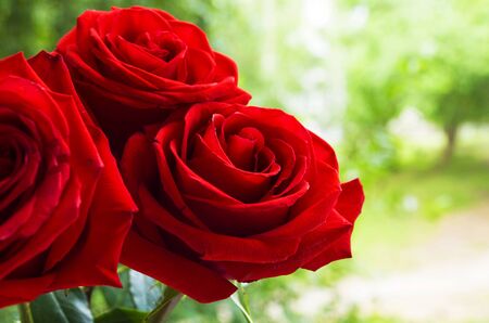 a bouquet of red roses on a green backgroundの写真素材