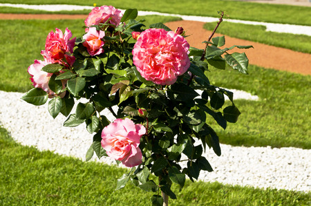 shrub rosesの写真素材