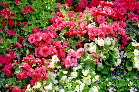 flowerbed with flowers backgroundの写真素材
