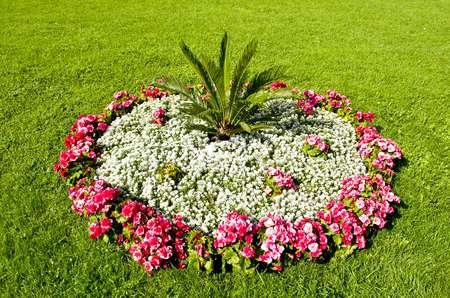 beds of flowersの写真素材
