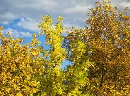 colorful trees in autumnの写真素材