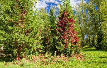 colorful autumn in the woodsの写真素材