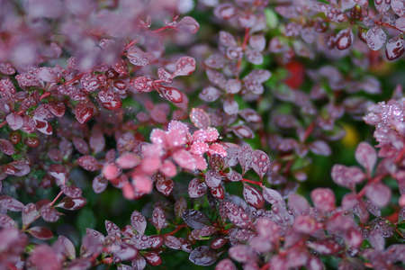 red leafs with dripsの写真素材