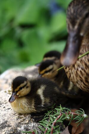 Duck mother taking care of her ducklingsの写真素材
