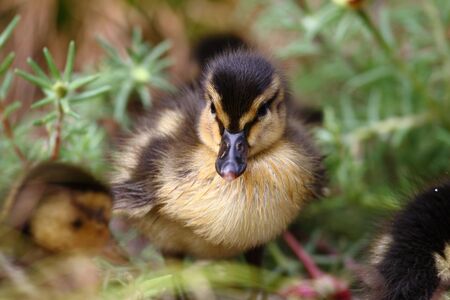 Little duckling, standing among his fellowsの写真素材