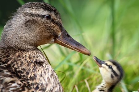 Duck mother and her ducklingの写真素材