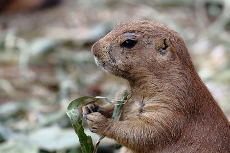 Hamster eating some green foodの写真素材