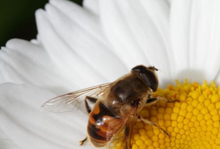 White daisy pollinated by a bee - close up