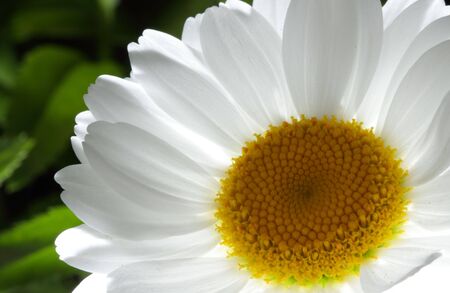 White daisy - close upの写真素材