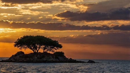 Lonely tree at sunset on the island of Brac in Croatiaの写真素材