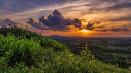 Sunset at tea plantation. Panoramic view.の写真素材