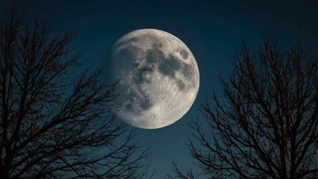 Full moon in the night sky over the trees. 3d illustrationの写真素材