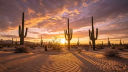 Saguaro National Park, Arizona, USA. Beautiful sunset over the Saguaro National Park.