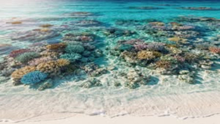 Coral reef on the tropical beach. Seascape. Seascape.