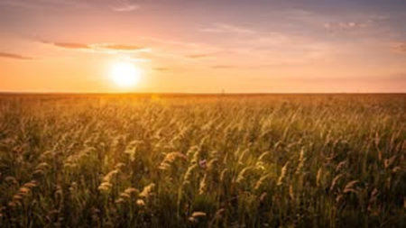 Sunset over a wheat field in summer, panoramic view
