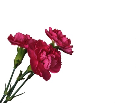 3 pink roses stemming out from the bottom left の写真素材