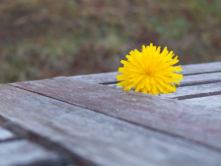 Single yellow Dandelion sitting on a old wooden tableの写真素材