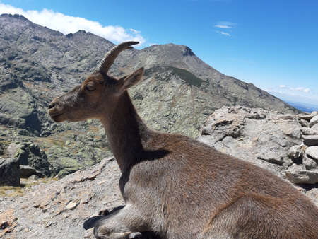 Mountain goatの写真素材
