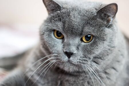 Close-up of British Shorthair cat, 8 years oldの写真素材