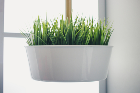 The green grass is suspended in a white potの写真素材