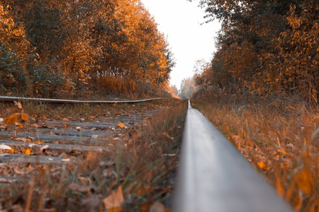 Autumn time, railroad tracks against the background of fallen leavesの写真素材