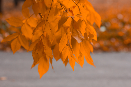 Autumn is time, not fallen leaves on a treeの写真素材